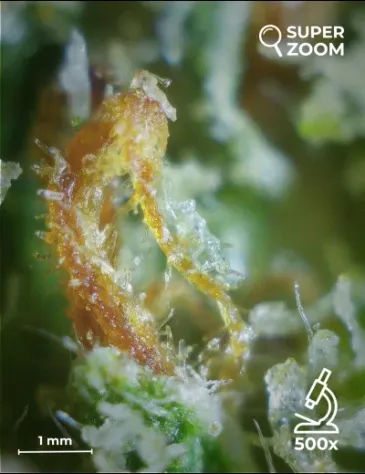 White Widow - Foto 5