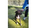 Apollo simil amstaff
