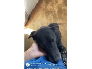 MOZART 15 KG DI BONTÀ CAGNOLINO IN ADOZIONE
