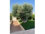 Polignano-Neapolis villa 3 vani occupata ottima rendita