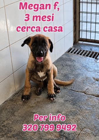 Simil husky in adozione - Foto 4