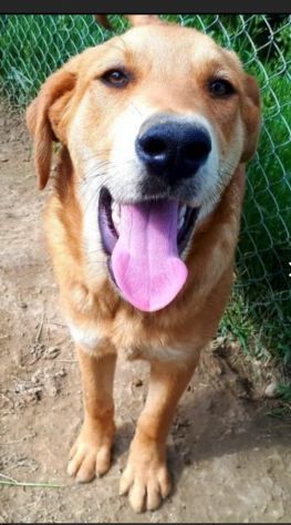 5anni mix Labrador miele CONDANNATO DA CUCCIOLO IN 1CANILE DI 2000 ANIME!!SUD
