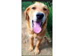5anni mix Labrador miele CONDANNATO DA CUCCIOLO IN 1CANILE DI 2000 ANIME!!SUD
