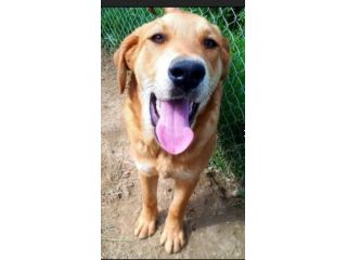 5anni mix Labrador miele CONDANNATO DA CUCCIOLO IN 1CANILE DI 2000 ANIME!!SUD