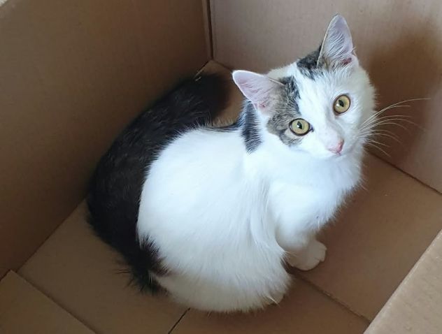Principe, gatto delizioso