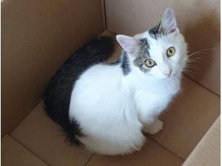 Principe, gatto delizioso