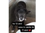 DIEGO 13 ANNI 15 KG IN CANILE DA 10 ANNI