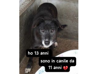DIEGO 13 ANNI 15 KG IN CANILE DA 10 ANNI