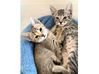 Adorabili gattini in adozione!