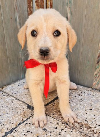 QUANTA TRISTEZZA NEGLI OCCHI DI PHOEBE! - Foto 2