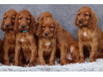 Bellissimi cuccioli di setter irlandese