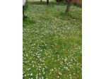 VICCHIO TERRENO MQ 5000 POZZO