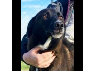 DOLCI GIOVIALI CAGNOLINI IN ADOZIONE