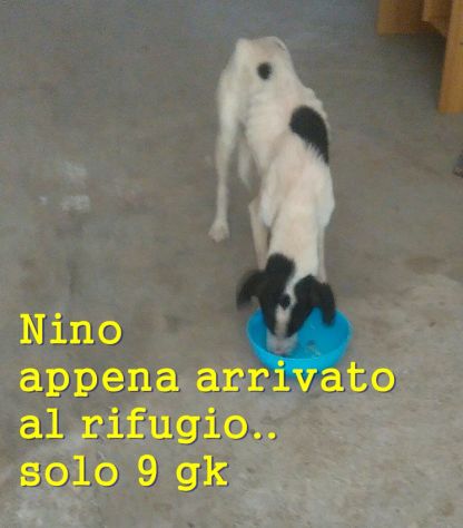 NINO, cagnolino coccolone - Foto 2