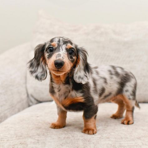 bassotti cuccioli