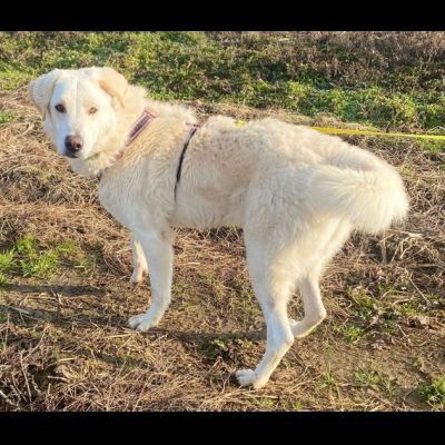 FOSTER CARATTERE ECCEZIONALE CANE IN ADOZIONE - Foto 3