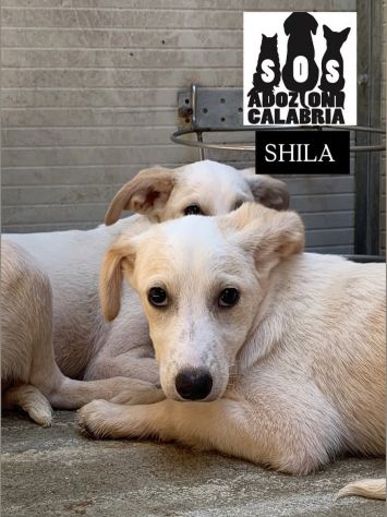 CUCCIOLI IN ADOZIONE - Foto 10