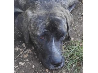 ZENO AMABILE E COCCOLONE: CANE IN ADOZIONE