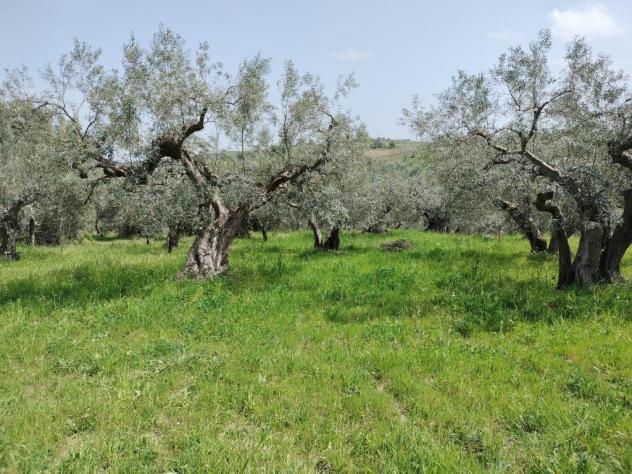 Uliveto in vendita a Mozzagrogna - Foto 2