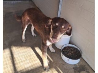 Tommy 2anni e 1/2 tg contenuta,marrone, occhi ambra SUD