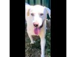 HOTSPOT GIOIOSO AFFETTUOSO SOCIEVOLE, CAGNOLINO IN ADOZIONE