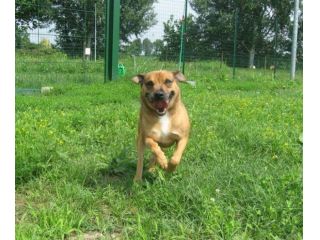 AMBROGINO, adorabile cagnolino