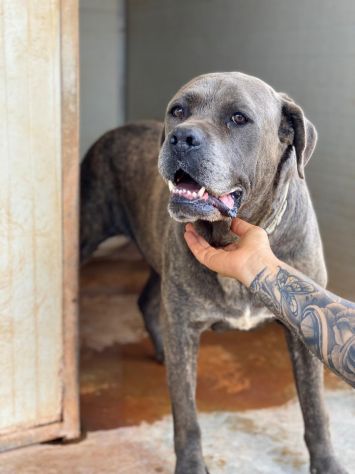Chain il cane chiuso in canile che aspetta una famiglia - Foto 5