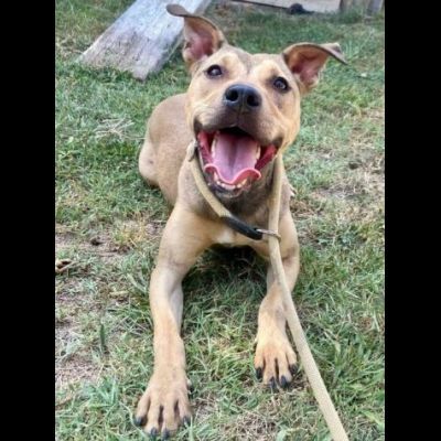 TERRY SOCIEVOLE MENDICA CAREZZE CAGNOLINA IN ADOZIONE