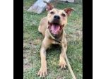 TERRY SOCIEVOLE MENDICA CAREZZE CAGNOLINA IN ADOZIONE