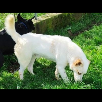 LIAM PACATO E AMOREVOLE; CAGNOLINO IN ADOZIONE - Foto 10