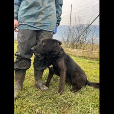 ALBERTO LUPETTO IN MINIATURA, CANE IN ADOZIONE TAGLIA MEDIO CONTENUTA - Foto 7