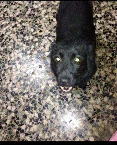 6anni kg 7 sfortunato nero senza coda aspetta casa prov ALESSANDRIA - Foto 3
