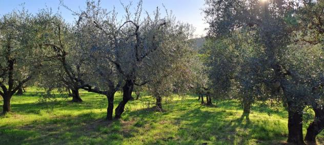 Terreno agricolo in vendita a Castelfranco di Sotto 5340 mq Rif: 1452784 - Foto 7