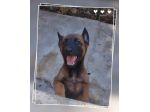 Allevamento Pastore Belga Malinois in Basilicata Matera Potenza