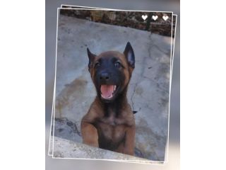 Allevamento Pastore Belga Malinois in Basilicata Matera Potenza