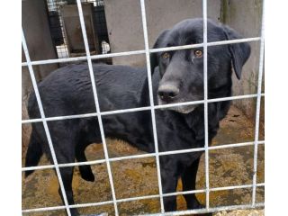 SIRIUS FANTASTICO MIX LABRADOR CANE IN ADOZIONE
