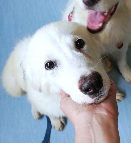 Giannino, candido e dolce cucciolo PMA in adozione