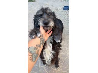 Barbetto spinone cerca famiglia
