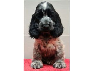 COCKER SPANIEL INGLESE CUCCIOLI STUPENDI
