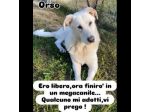 UNA FAMIGLIA DI CUORI BIANCHI DA SALVARE, CANE IN ADOZIONE