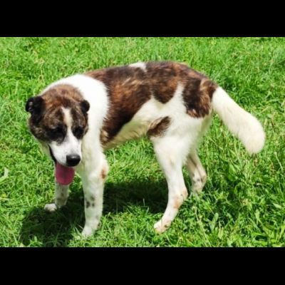 DOC LA DOLCEZZA, cane in adozione - Foto 5