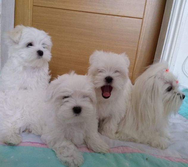 Dolcissimo cucciolo di Maltese cerca casa - Foto 2