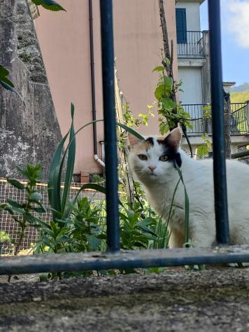 Casa di campagna in Via Padovani - Foto 7