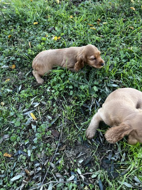 Cuccioli di Shihztu (Shih Tzu) - Foto 3