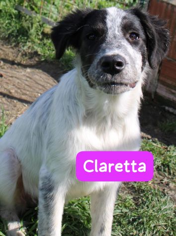 CUCCIOLI 5 MESI taglia media - Foto 2