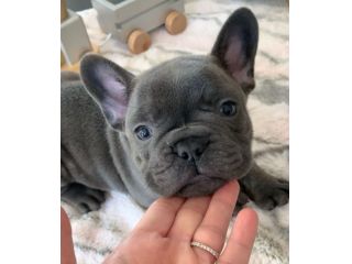 BOULEDOGUE FRANCESE - BULLDOG FRANCEESE cuccioli - pagamento agevolato