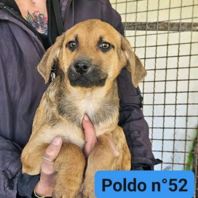 PAZZY E I SUOI CUCCIOLI IN ADOZIONE - Foto 3