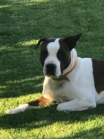 DINO, American Staffordshire Terrier - Foto 6
