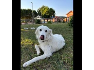 NEVE MERAVIGLIOSA CAGNOLINA IN ADOZIONE