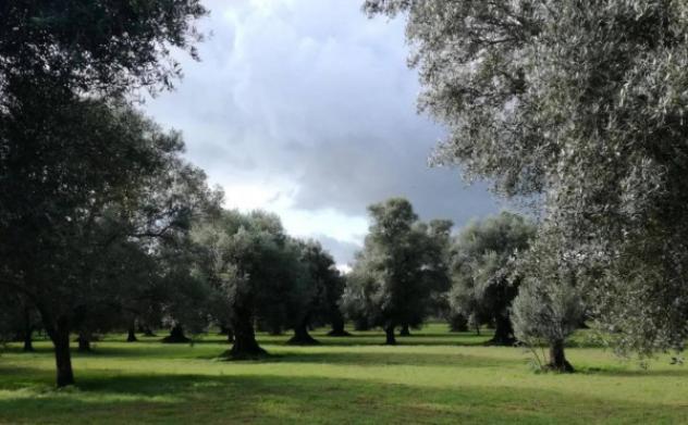 Immobile in asta di 15000 m² in vendita a Gioia Tauro - Foto 2